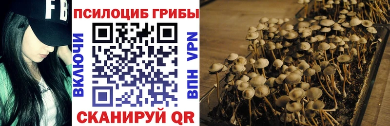наркошоп  Ачхой-Мартан  Псилоцибиновые грибы Psilocybine cubensis 